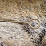 Lampett Våffeljärn