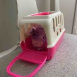 Fickplunta glas - hundmotiv