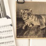 Vykort - set med 5 st