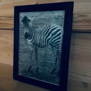 Svart träram zebramotiv