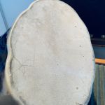 Urna karott mörkblåa blommor