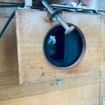 Antik Bälgkamera m stativ och plåtar