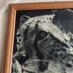 Paret träramar med äldre djurmotiv