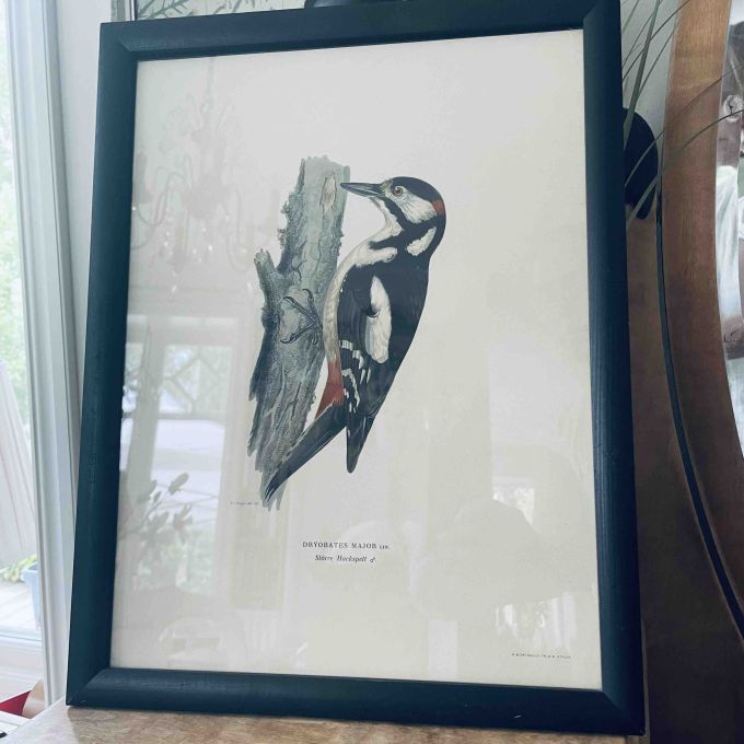 Tavla med träram Hackspett