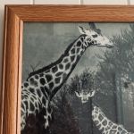 Paret träramar med äldre djurmotiv