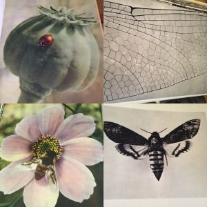 Små Djur i Vår Natur - Lech Wilczek