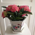 Ytterfoder kinesiskt