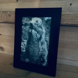 Svart träram m djurmotiv