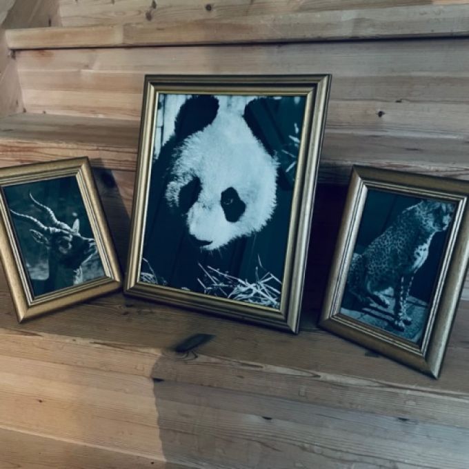 Set med 3 tavlor - guldfärgade träramar