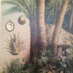 Skolplansch Kokosnöt, Stillahavsö.