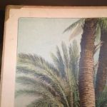 Skolplansch Kokosnöt, Stillahavsö.